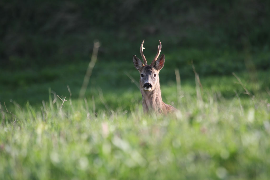 Q� Q�...Originale