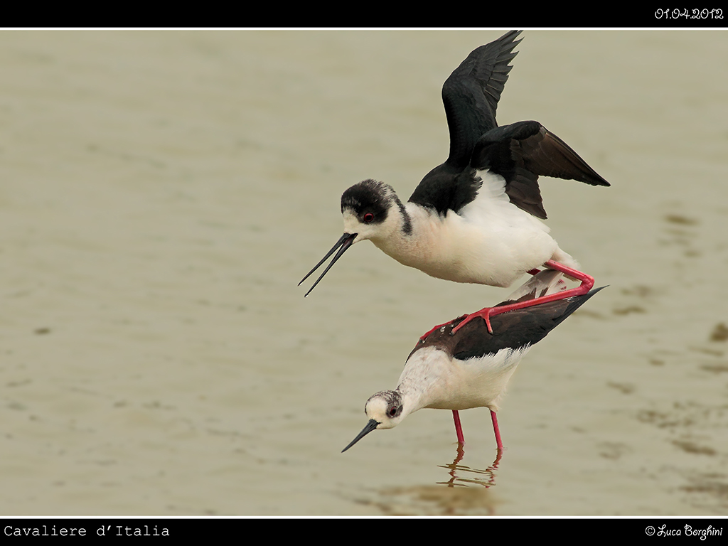 Cavaliere d'Italia # 1