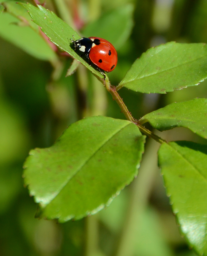 Coccinella