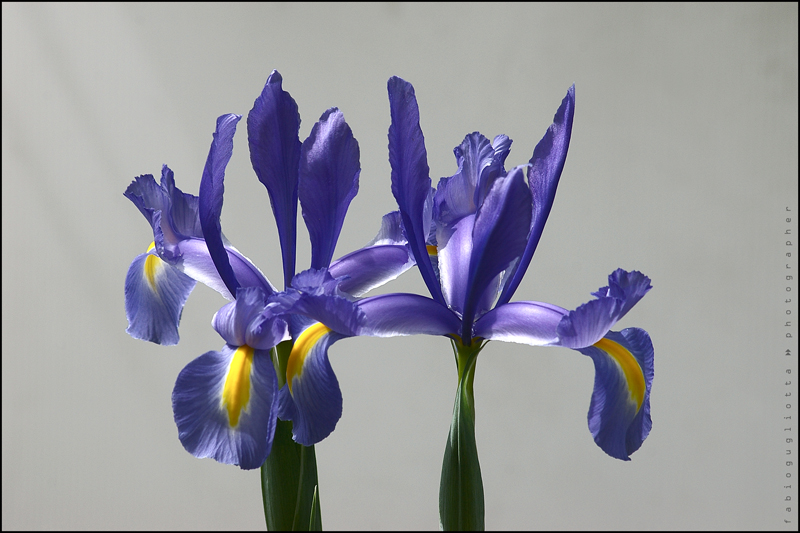 iris