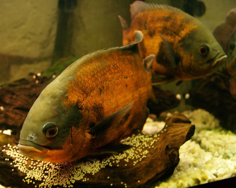 Astronotus Ocellatus 1
