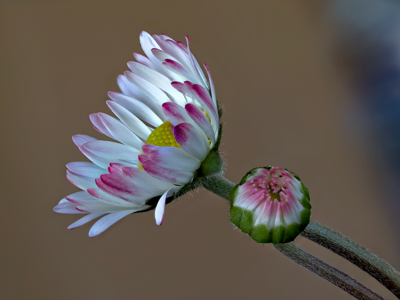 ....margheritine....