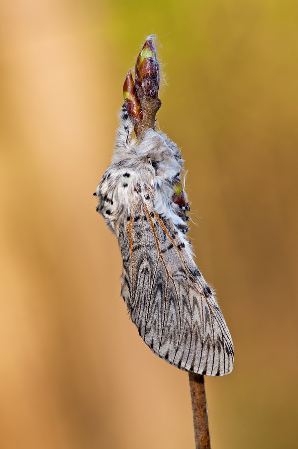 Per rompere il ghiaccio