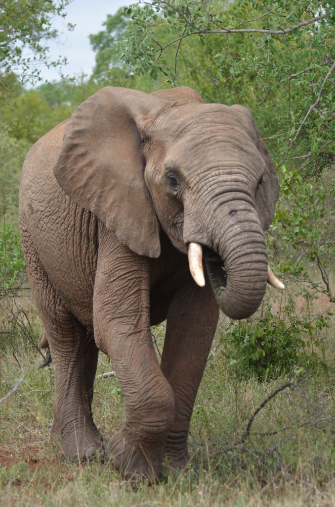 Elefante South Africa 2011