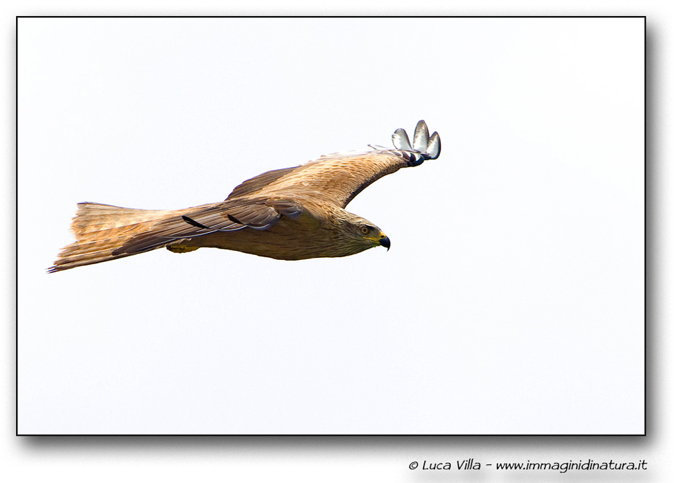 Nibbo bruno in controluce