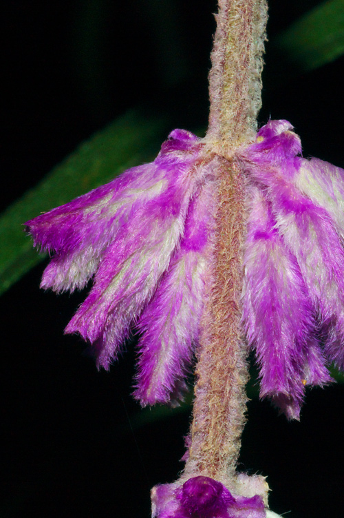 Orto Botanico Napoli XIV