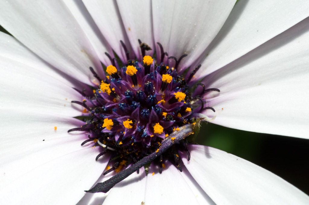 Esplosione di colori