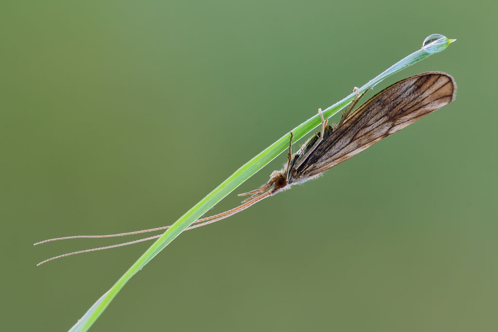 Odontocerum albicorne