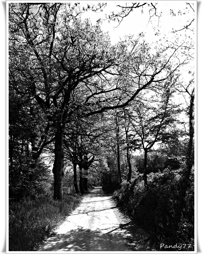 Il viale dei Ricordi