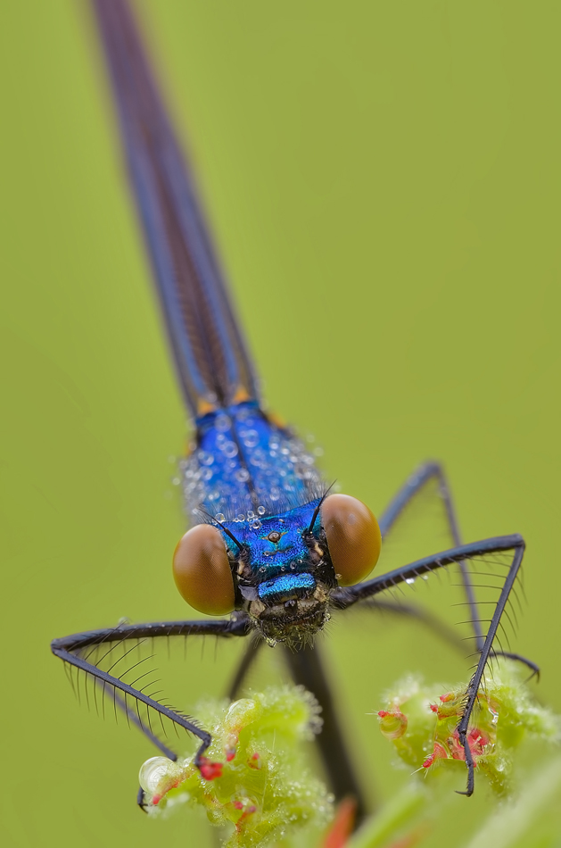 Calopteryx virgo