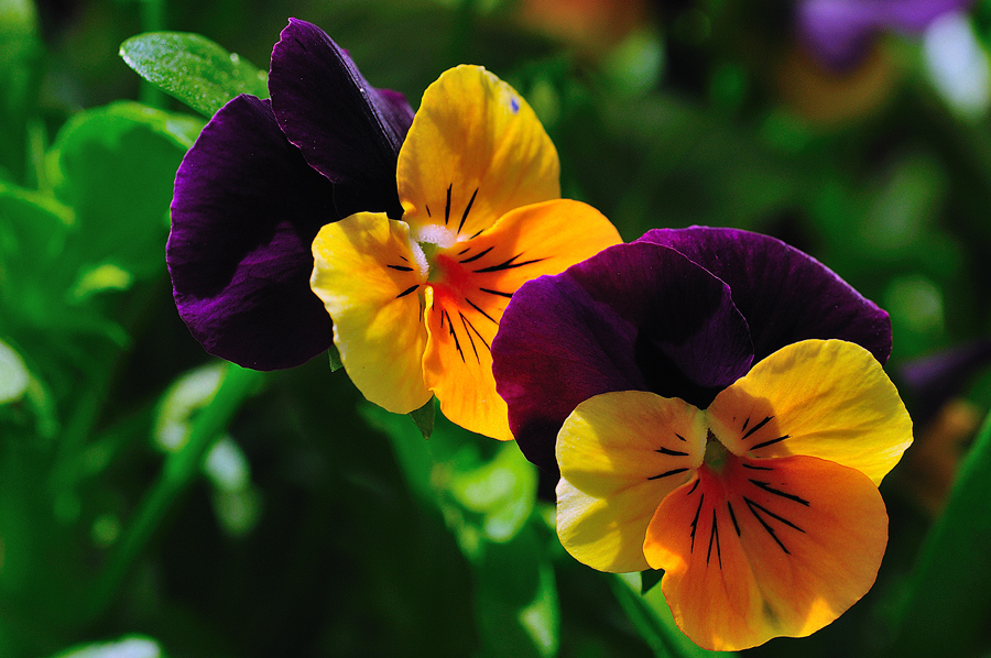 Fiori del Terrazzo 3