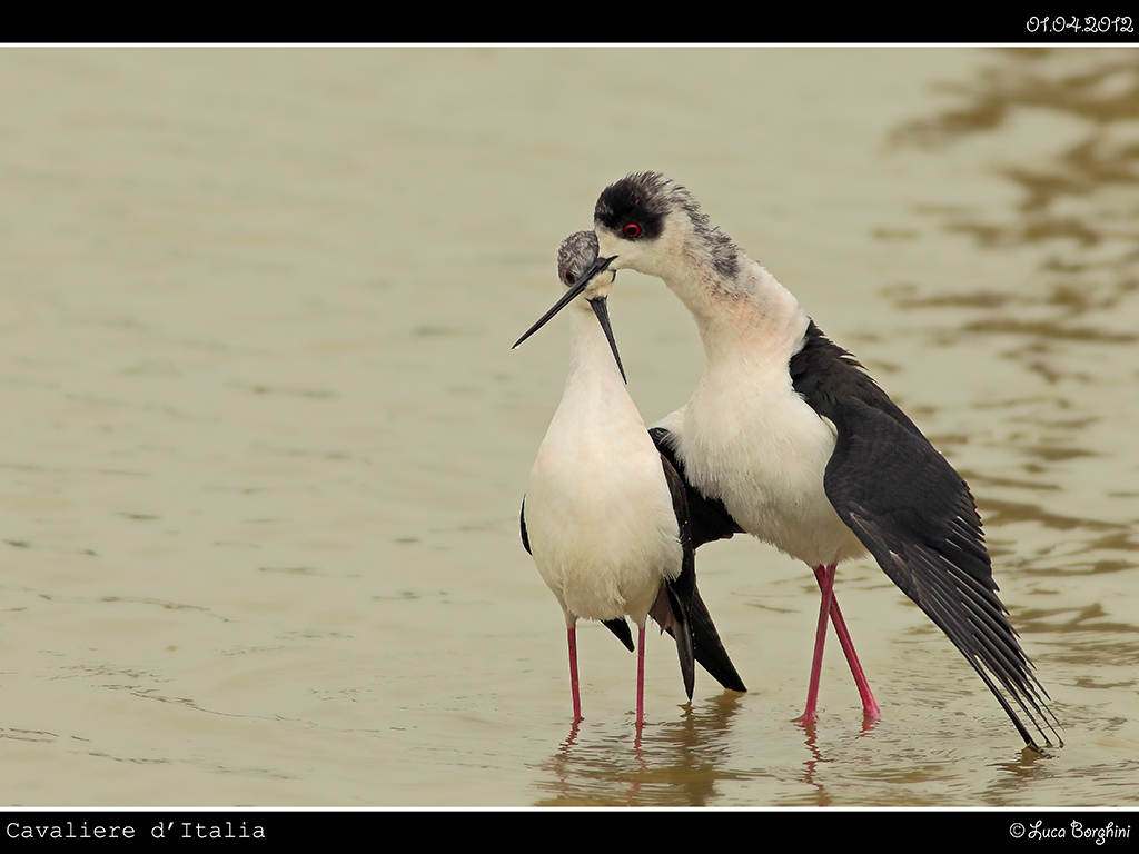 Cavaliere d'Italia # 2