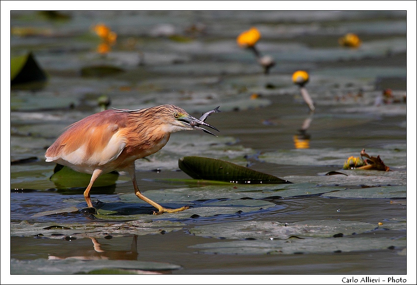 Il pranzo della sgarza