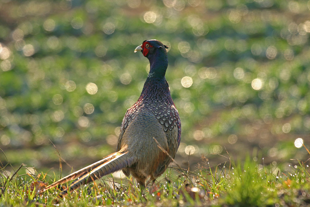 Pronto per il corteggiamento....