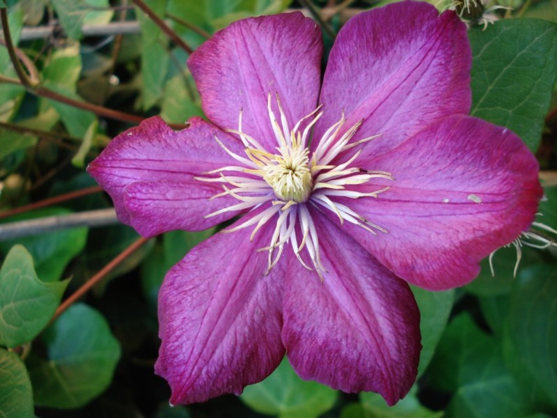 clematis