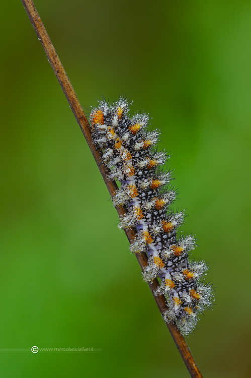 Melitaea didyma (Esper, 1779)