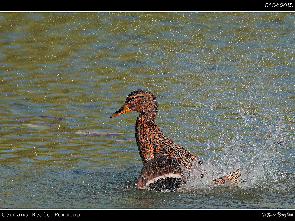 Germano Reale Femmina # 1