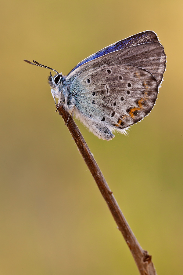 Primi sintomi di vecchiaia