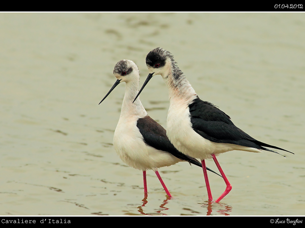 Cavaliere d'Italia # 3