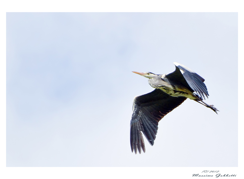 Airone Cenerino in volo