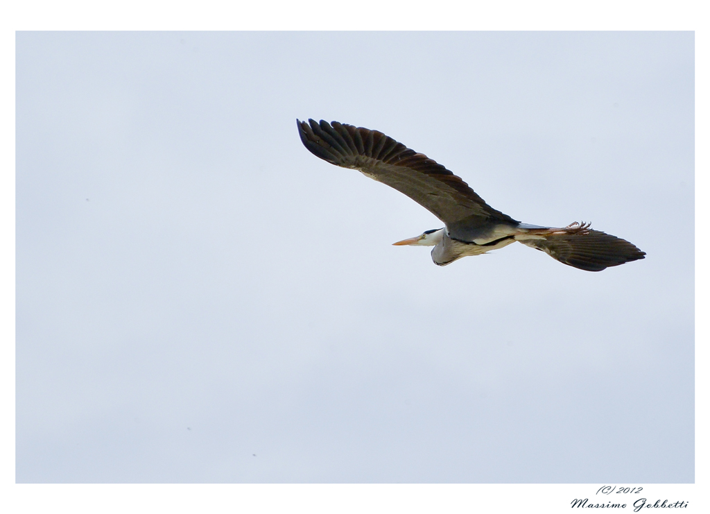 L'eleganza dell'Airone Cenerino