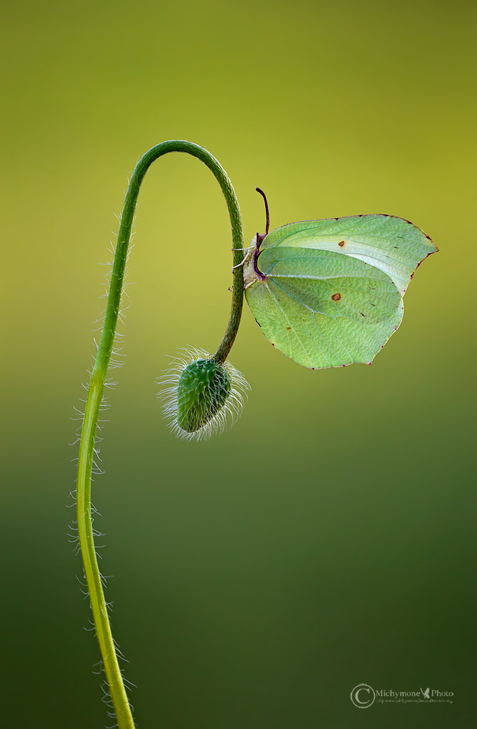 Gonepteryx cleopatra (Linnaeus, 1767)...female