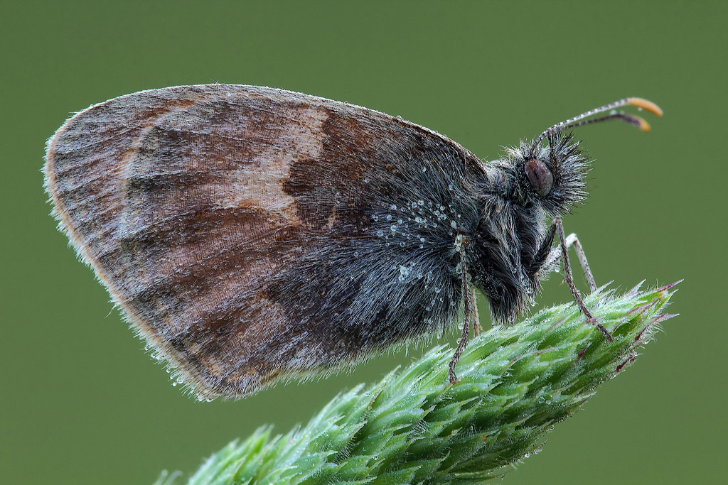 ...Fotogramma Pieno...!!!