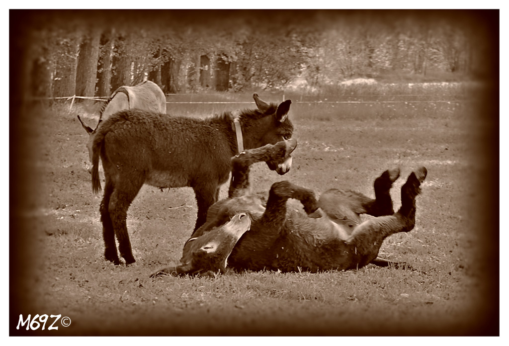 ah ah ah... questa l'ho capita!!