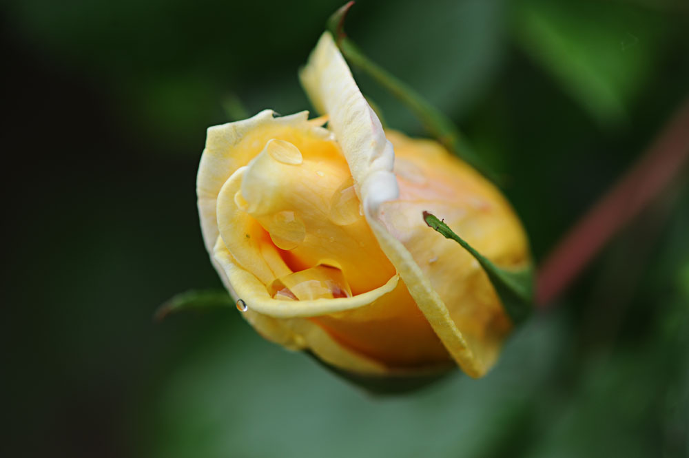 Una rosa del mio giardino...