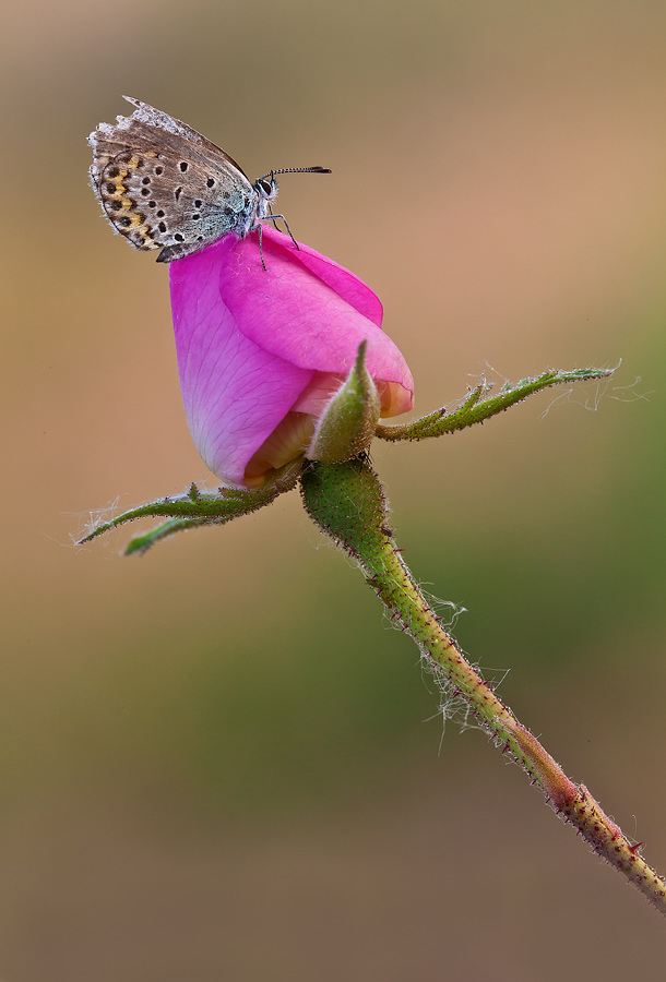 Pi� piccola di un bocciolo