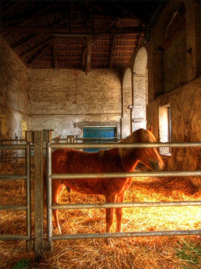 horse