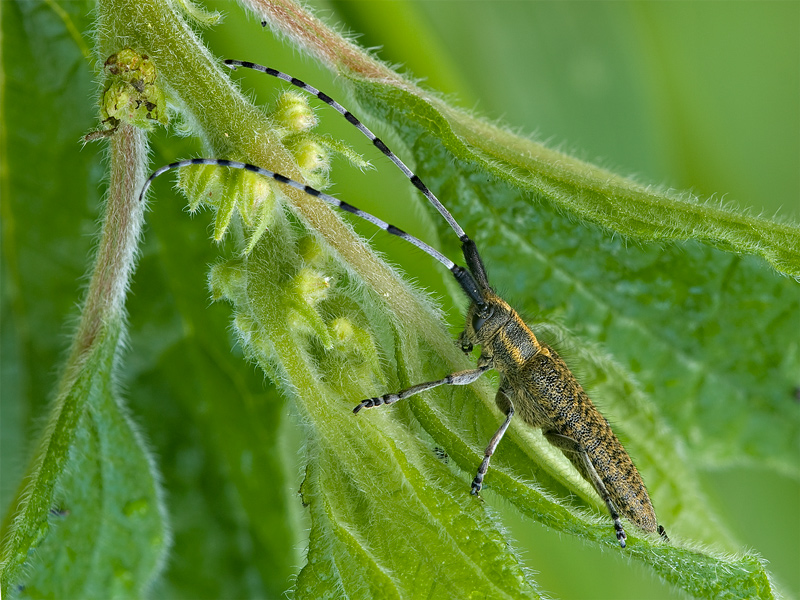 Agapanthia cardui