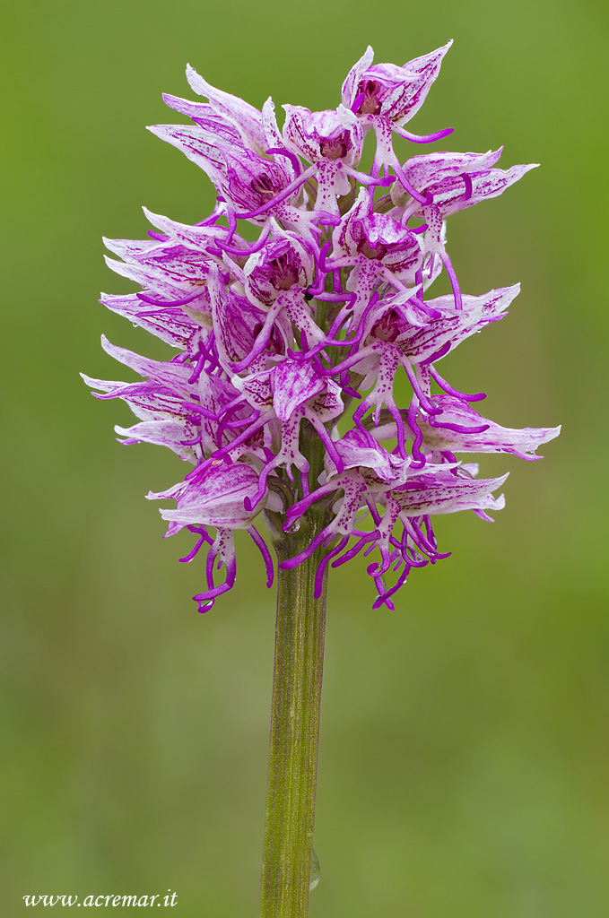 Orchis simia ..... finalmente !
