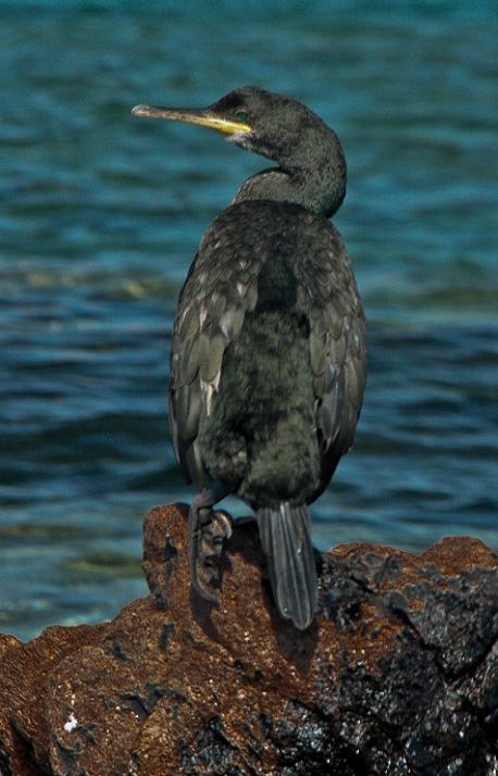 Cormorano