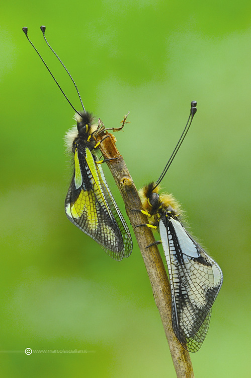 Libelloides coccajus (Denis & Schifferm�ller, 1775) M+F