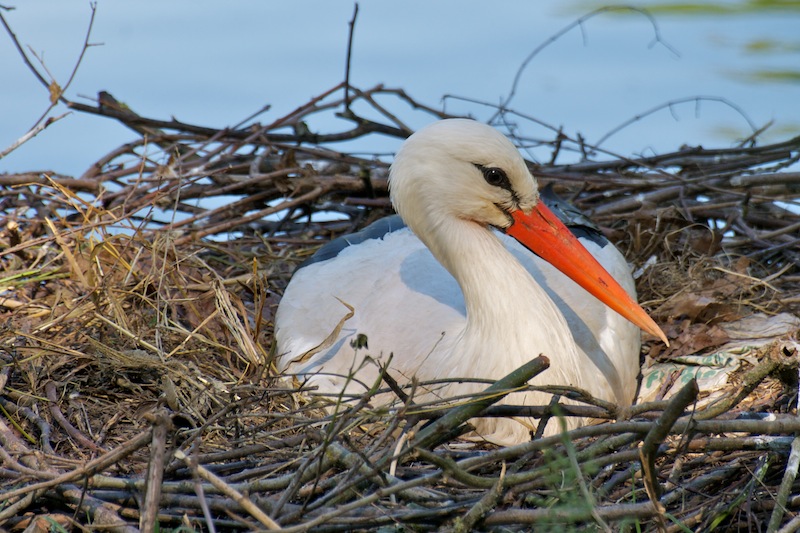 in attesa del lieto evento