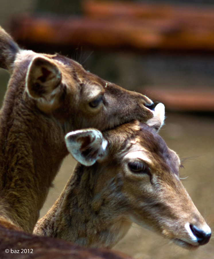 l'amore al tempo dei Daini