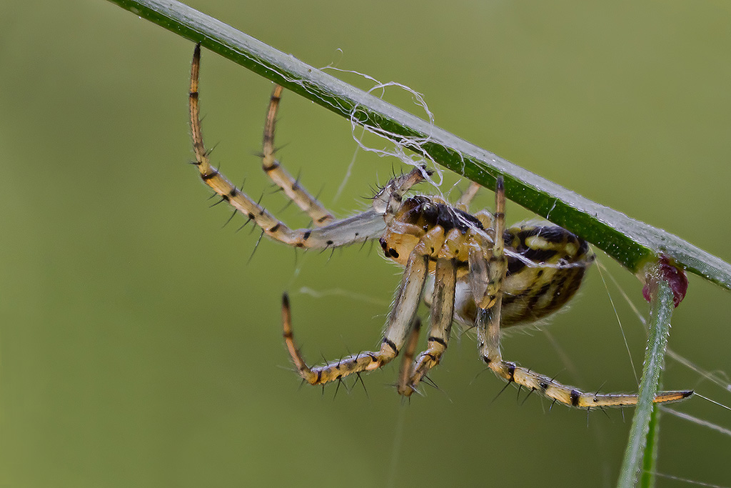 Ragnetto che tesse... 1� prova MP65