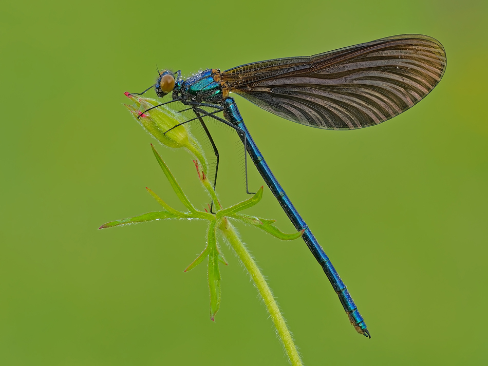 Calopterix virgo ( maschio )