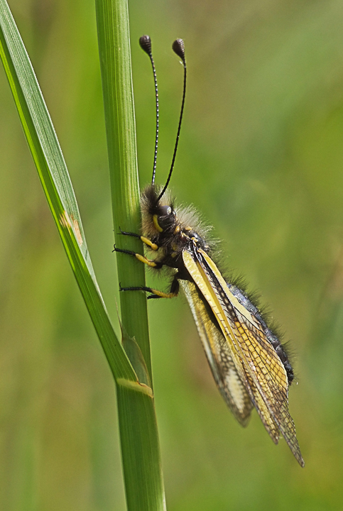 Libelloides coccajus