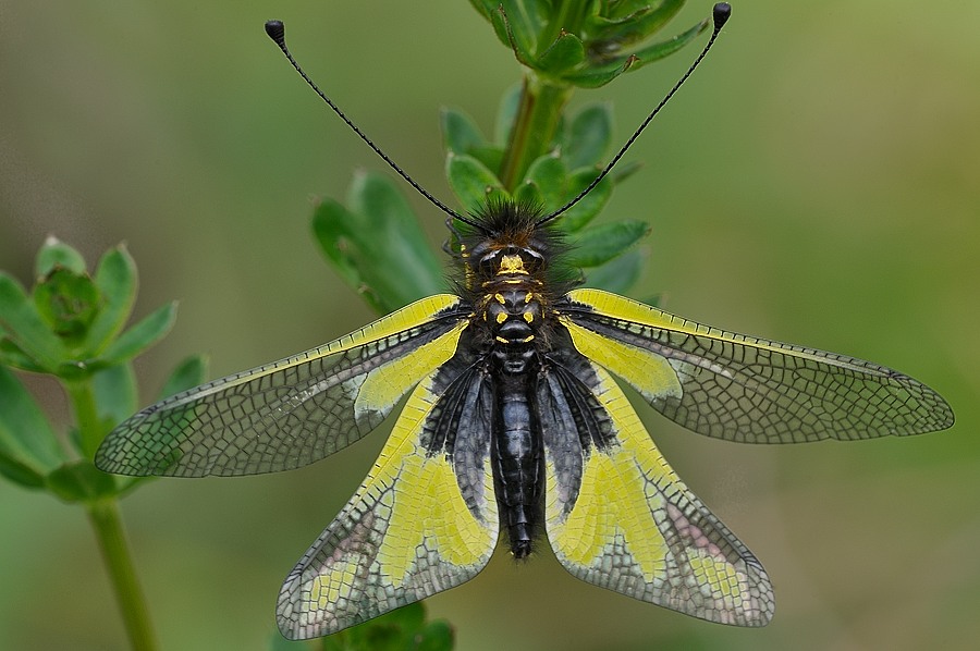 Libelloides coccajus