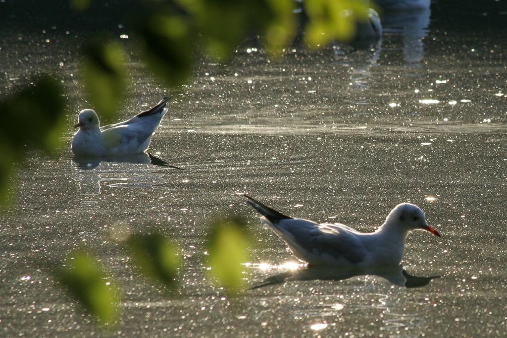 Sul lago in controluce