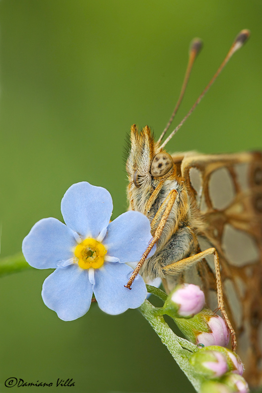 Non ti scordar di me