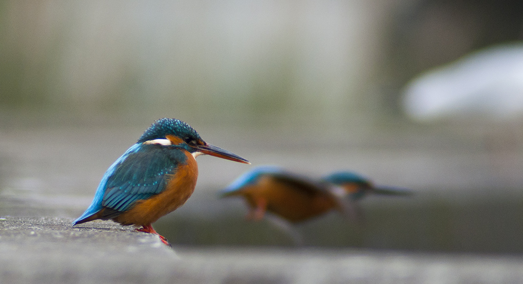 Coppia di Martin Pescatore
