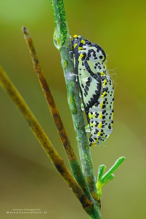 Aporia crataegi (Linnaeus, 1758) - crisalide adulta