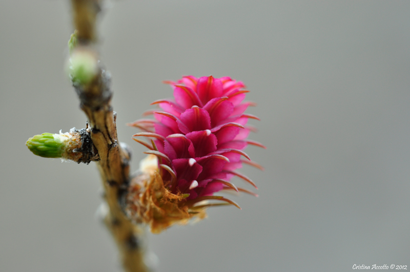 Un giorno sar� pigna