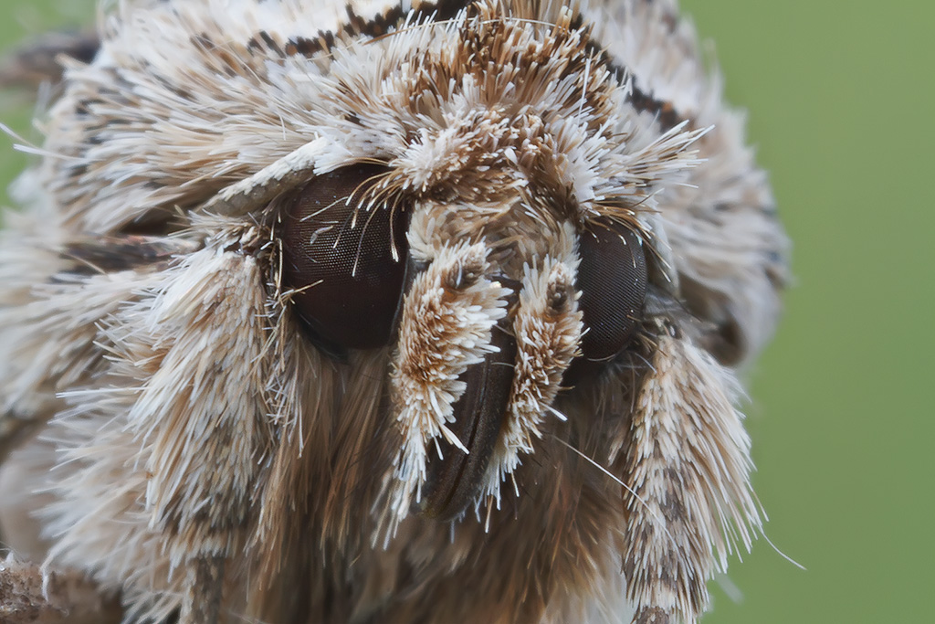 Altra prova col  mpE65 (Paradrina) clavipalpis