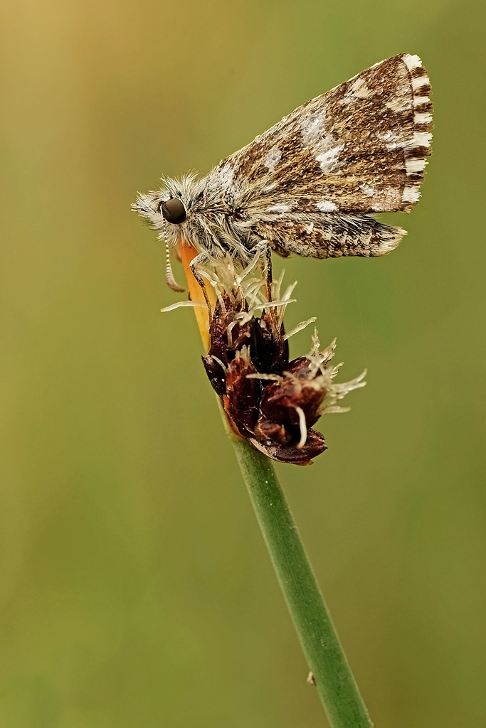 Pirgus ( agg. profilo colore rivisto )