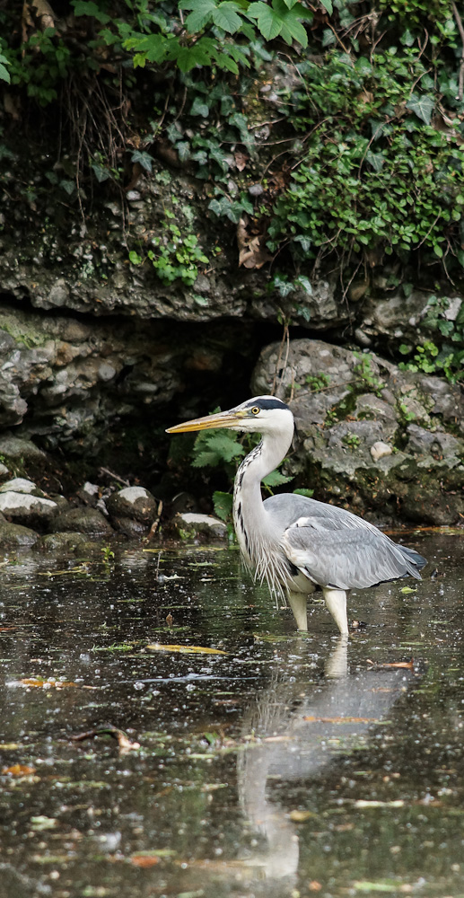 Ardea Cinerea