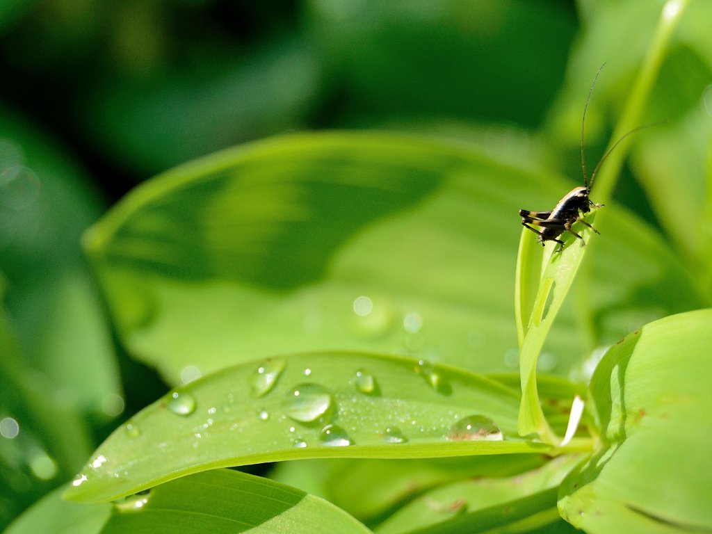 Grillo e foglia